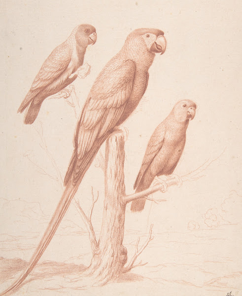 Three Parrots ca 1675