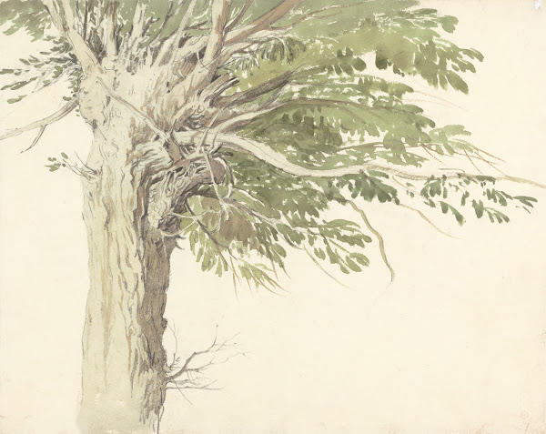 Study of a Pollarded Tree  a Willow