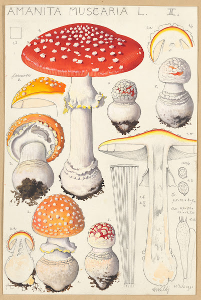 Amanita muscaria L 1915 1945