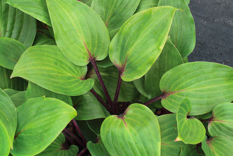 Hosta 'Purple Heart' perenne da ombra con foglie viola in giardino