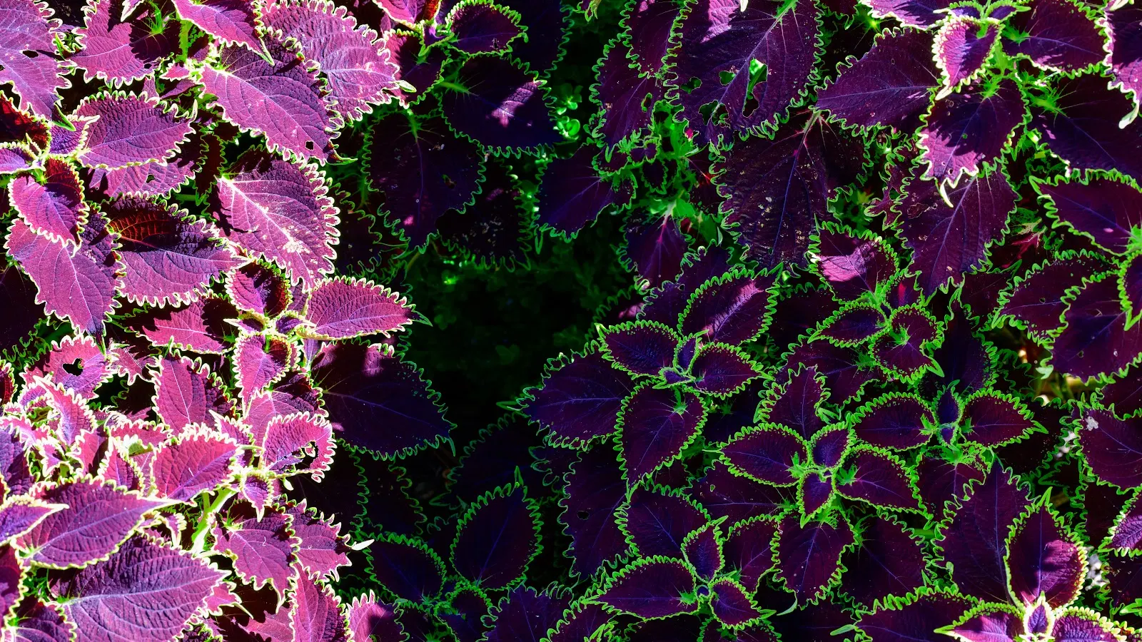 Coleus Plant, Purple Leaves, Green Edges, Ornamental Foliage 8K Desktop Wallpaper