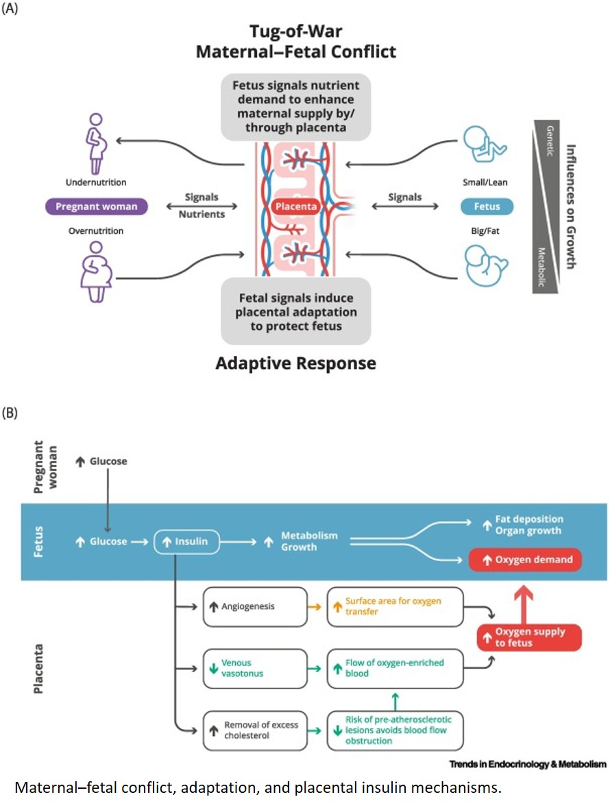 Trade-off  between maternal overnutrition  and placental adaptation