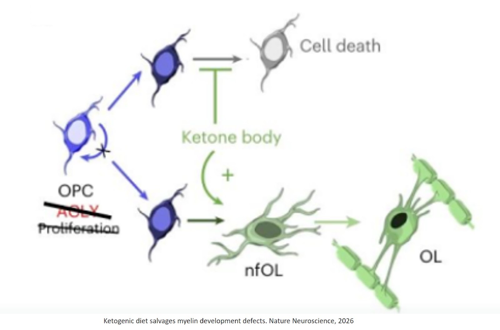 Rescuing myelin defects using ketogenic diet