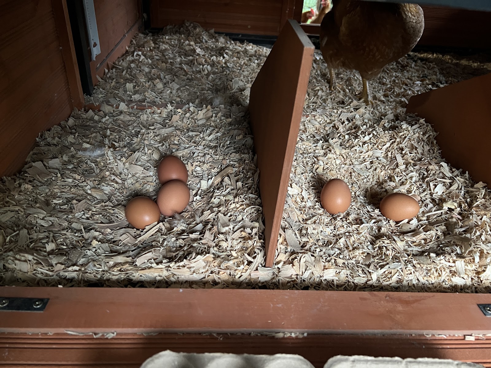Brown Egg Layer Chicken