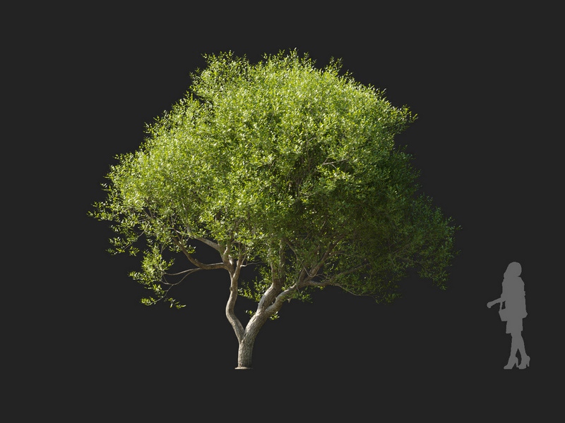 Maxtree - Plant Models Vol.127
