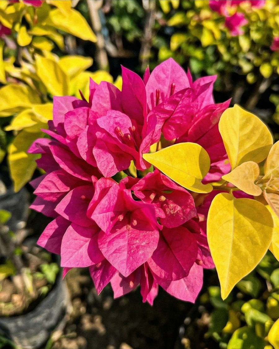 Imported Golden Watermelon Bougainvillea Plant — view 2