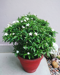 Mini Tagar Plant