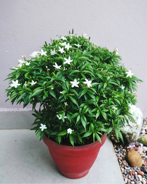 Mini Tagar Plant