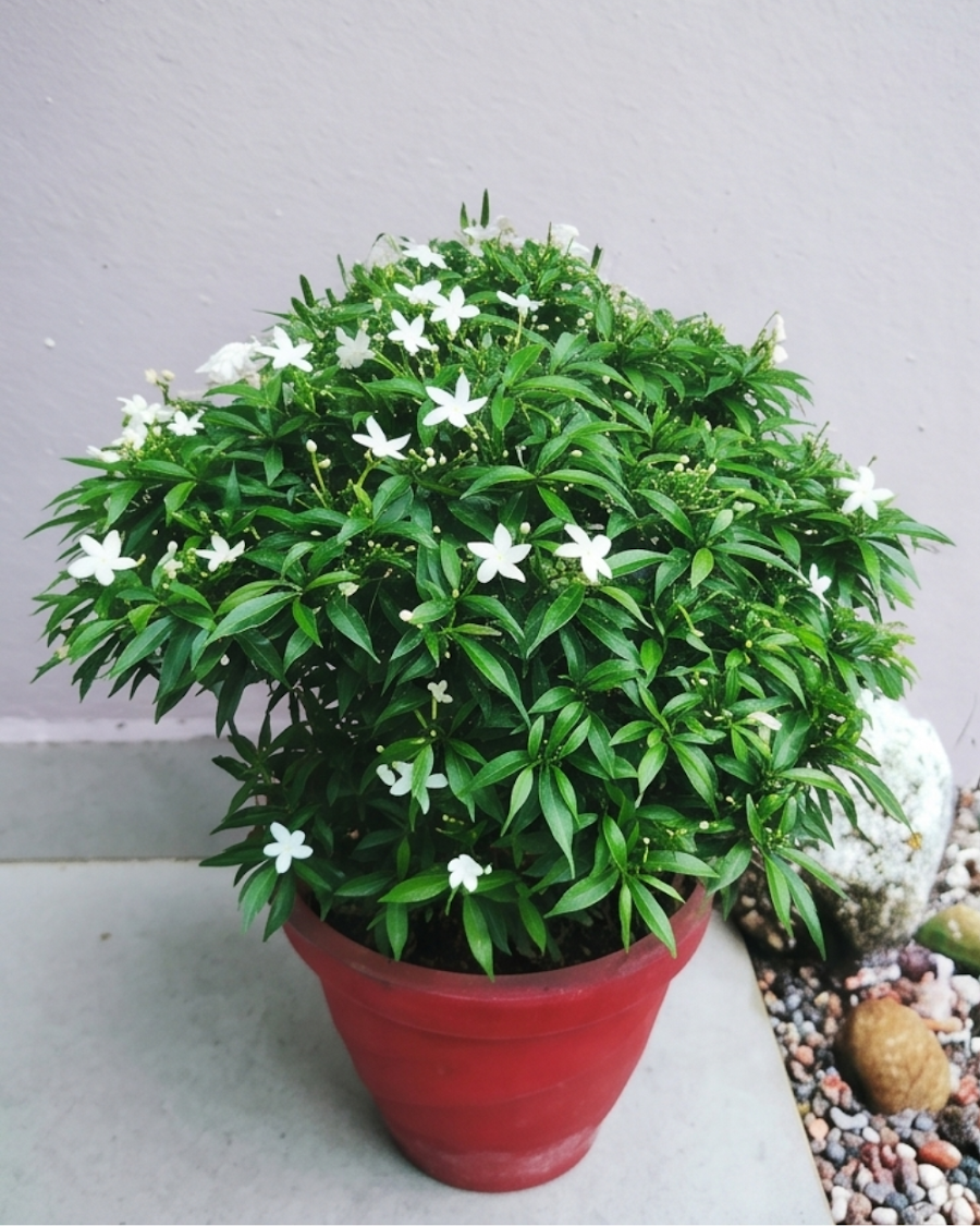 Mini Tagar Plant — view 1