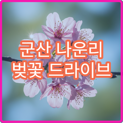 군산 나운리 벚꽃 드라이브 주차 피하는 농로 루트 초보 추천