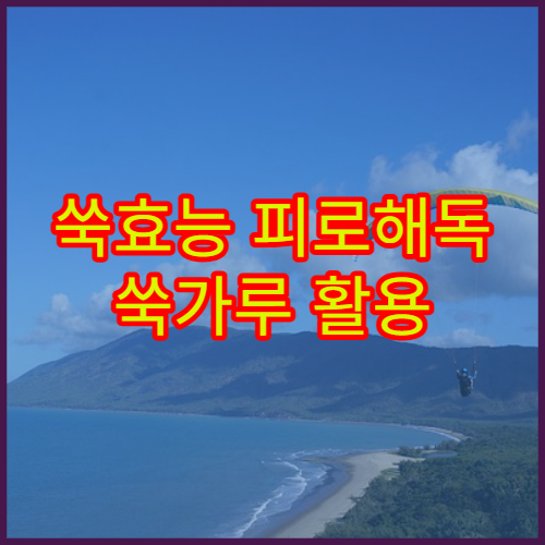 쑥효능 피로해독 쑥가루 활용 봄철 건강관리 완벽법