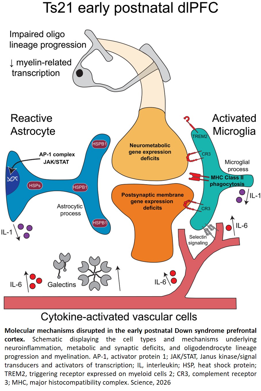 Mechanism of antidepressant effect of transcranial magnetic stimulation