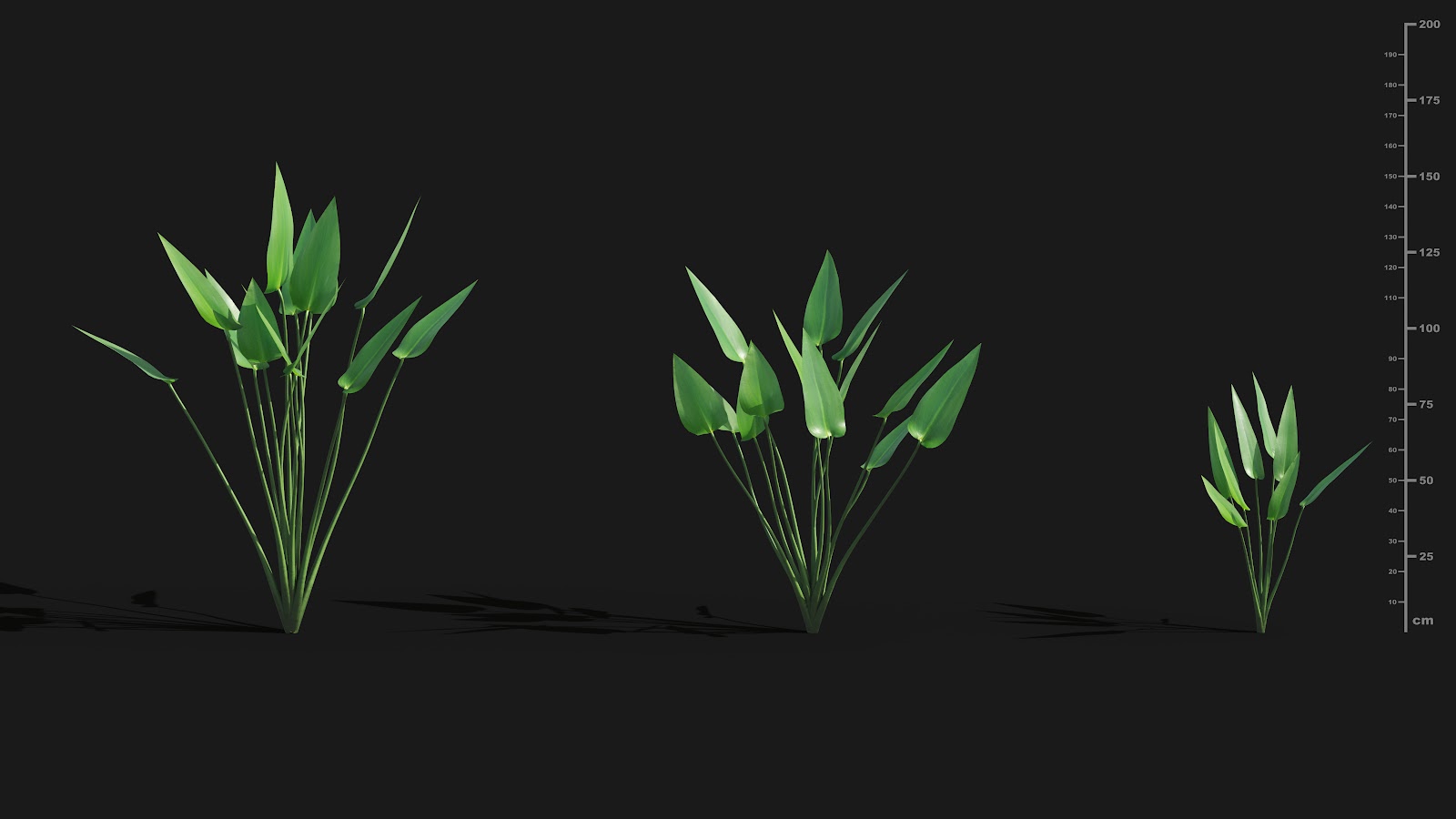 Maxtree - Plant Models Vol.29