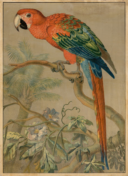 Parrot 1888