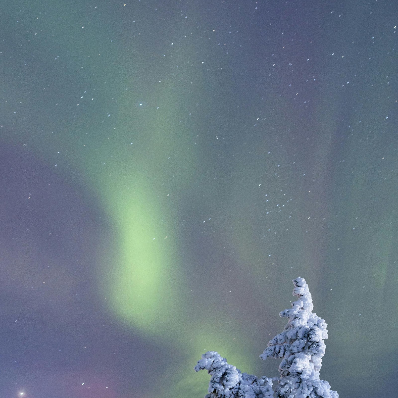 Download Snowy Trees Under Northern Lights 2K iPhone