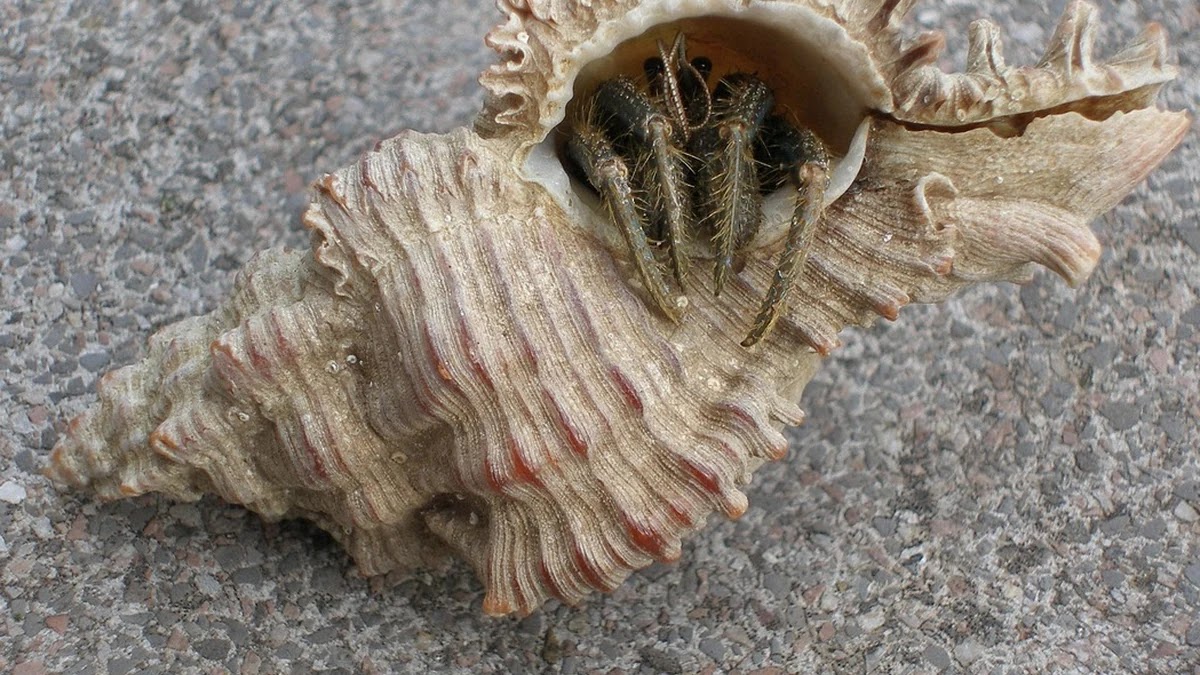 임대차 보증금 반환 지연 시 임차인의 권리와 대응 방법