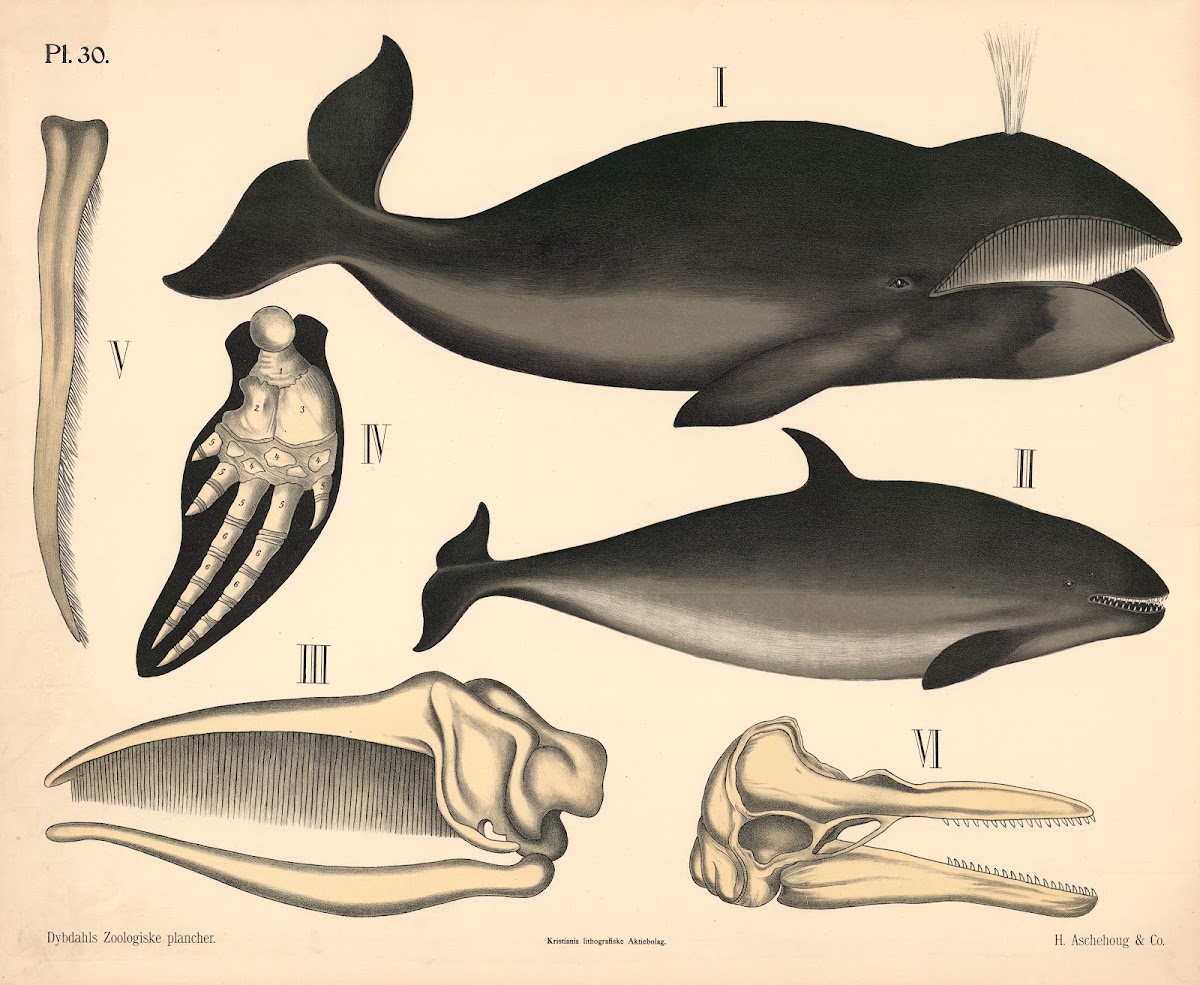 Pattedyr Hvaler 1881