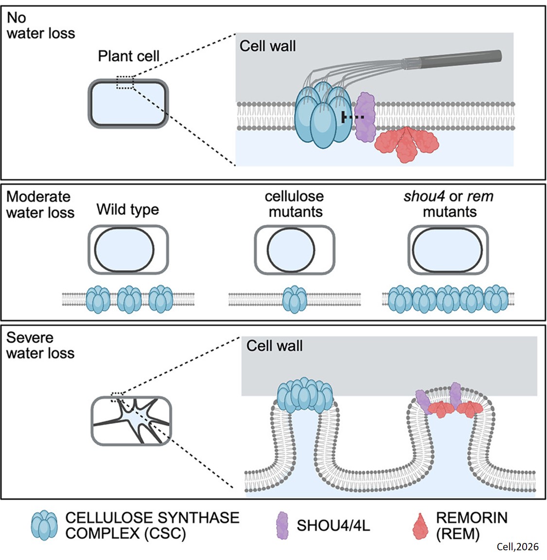 Mechanisms for plant cell stability in drought