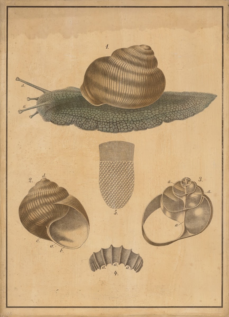 Burgundy snail 1895
