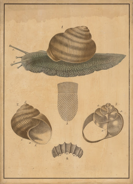 Burgundy snail 1895