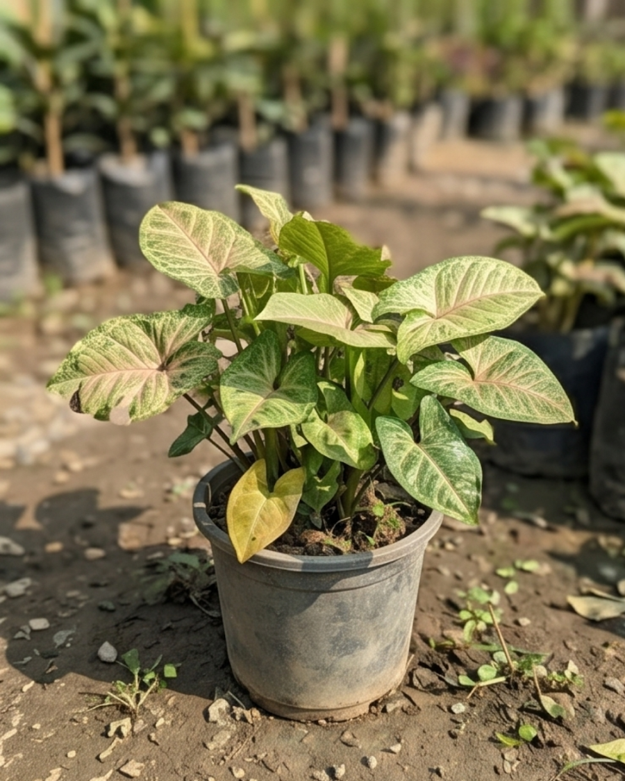 Syngonium Indoor Plant — view 1