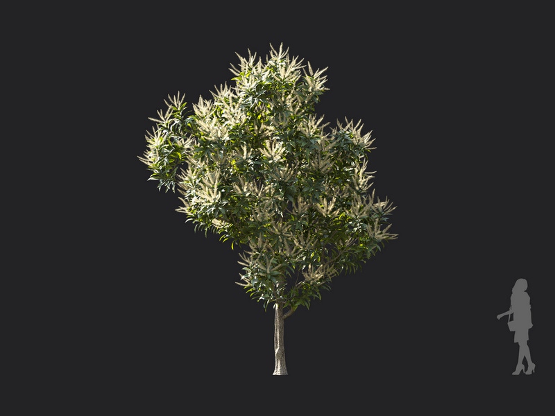 Maxtree - Plant Models Vol.119