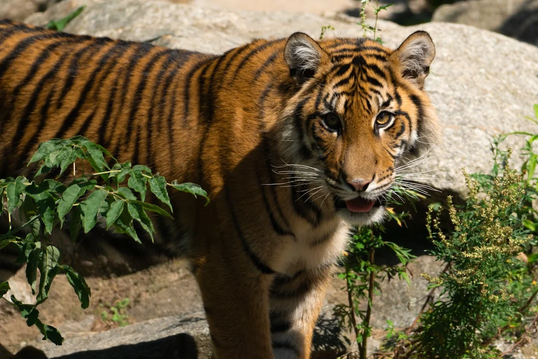 TIGER 코리아휴머노이드로봇산업, 성장성만 믿고 투자했다가 세금과 수수료로 수익 다 깎이는 3가지 실수