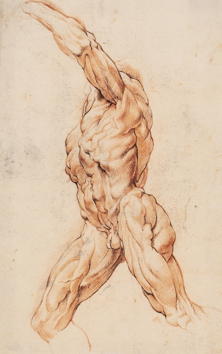 Anatomical Study écorchés Walking flayed man turned to the left 1628  1630