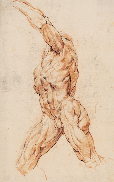 Anatomical Study écorchés Walking flayed man turned to the left 1628  1630