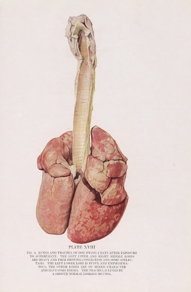 Plate XVIII Fig 2 Lungs and trachea of dog dying 2 days after exposure to superp