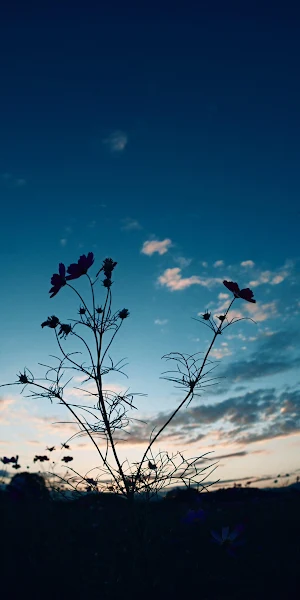 Twilight, Sky, Flowers, Silhouette 4K Wallpaper Background