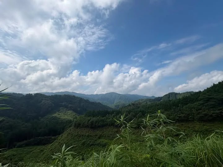 The mountain forests of Nishitama