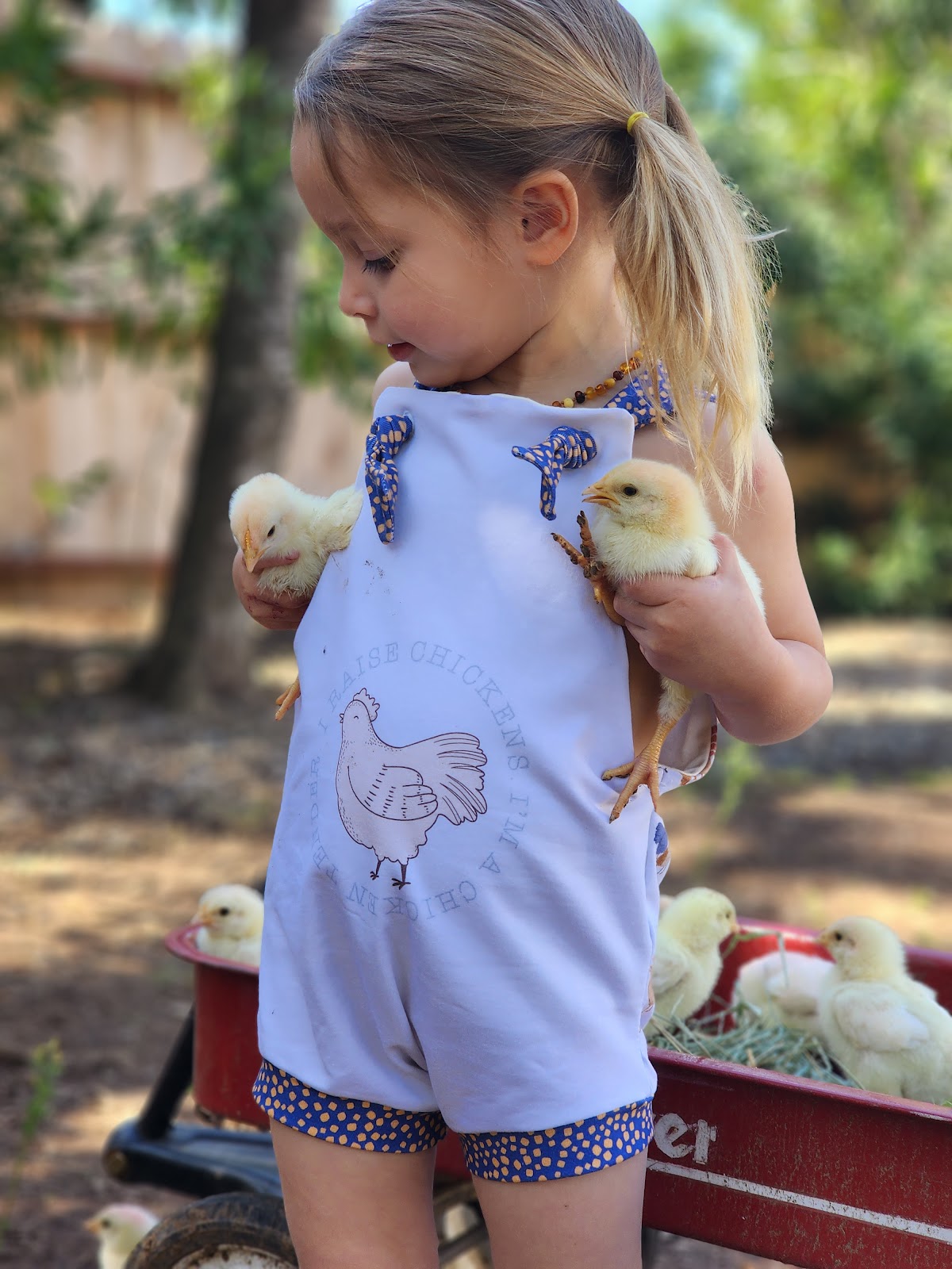 Cornish Cross Chicks