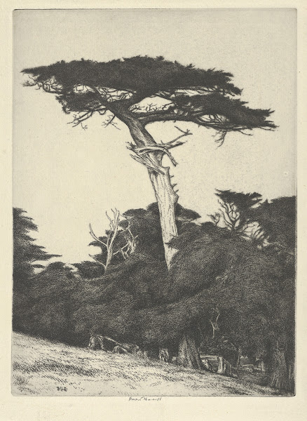 Dryads Parasol 1916 1922