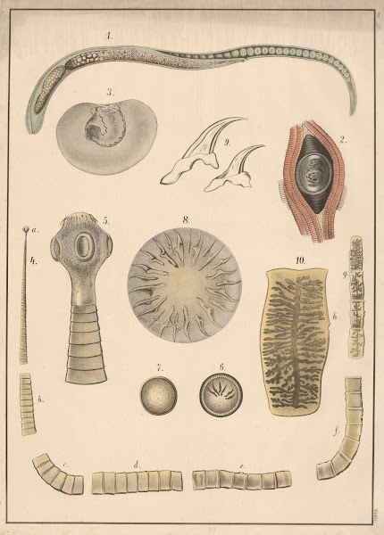 Trichinella tapeworm and hookworm 1913