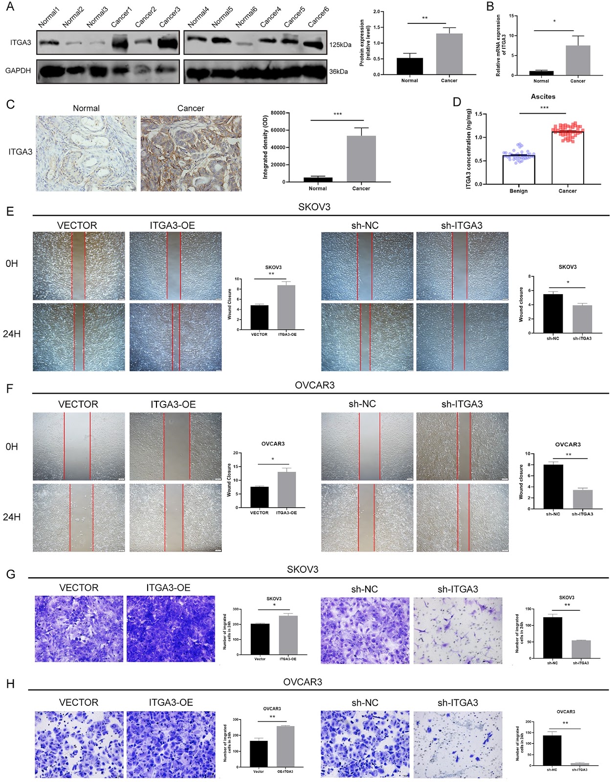 Exosomal integrin alpha 3 promotes epithelial ovarian cancer cell migration via the S100A7/p-ERK signaling pathway