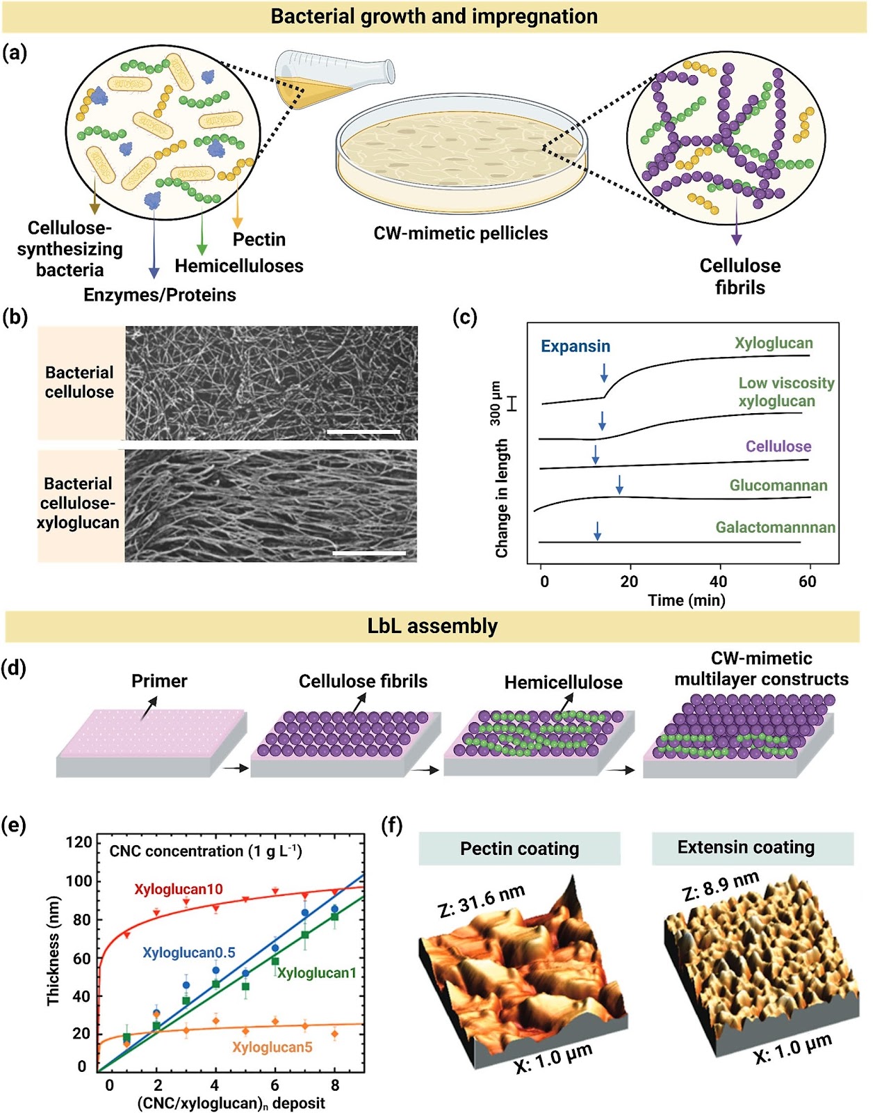 Plant Cell Wall-Like Soft Materials: Micro- and Nanoengineering, Properties, and Applications