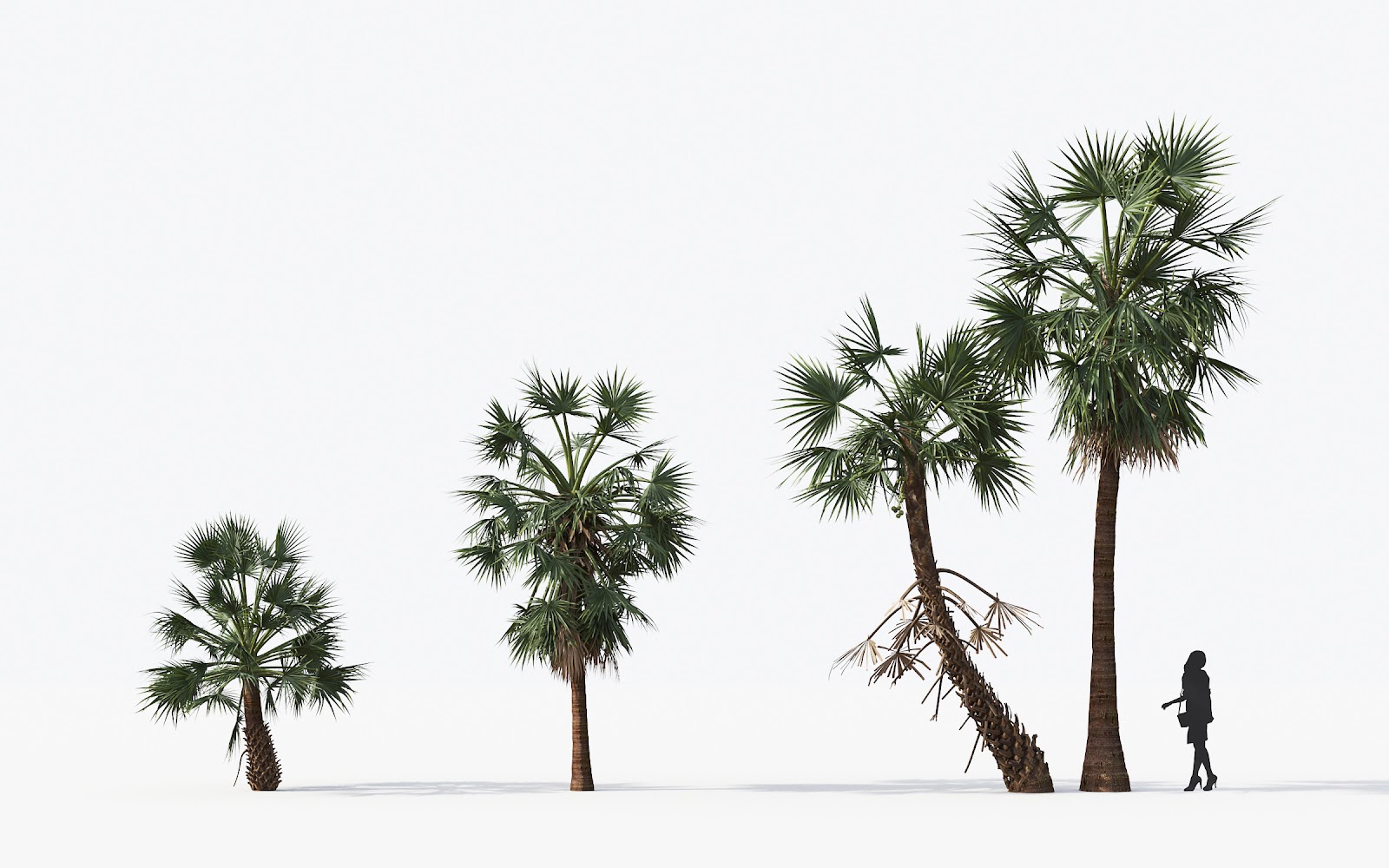 Maxtree - Plant Models Vol.15