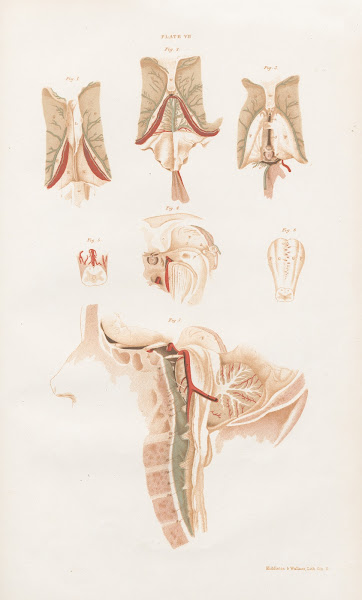 Anatomy of the brain Pl07 1854