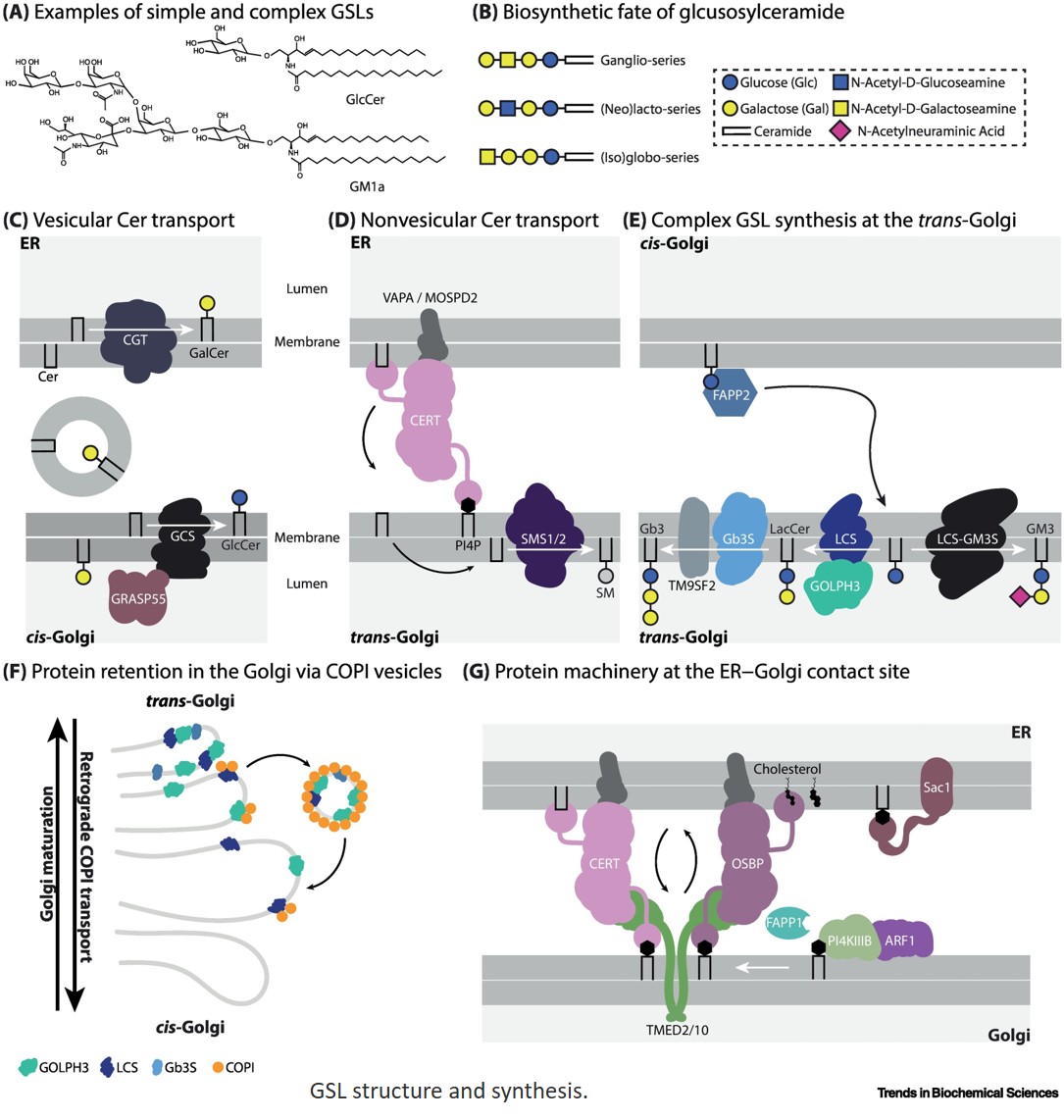 Glycosphingolipids drive cellular identity