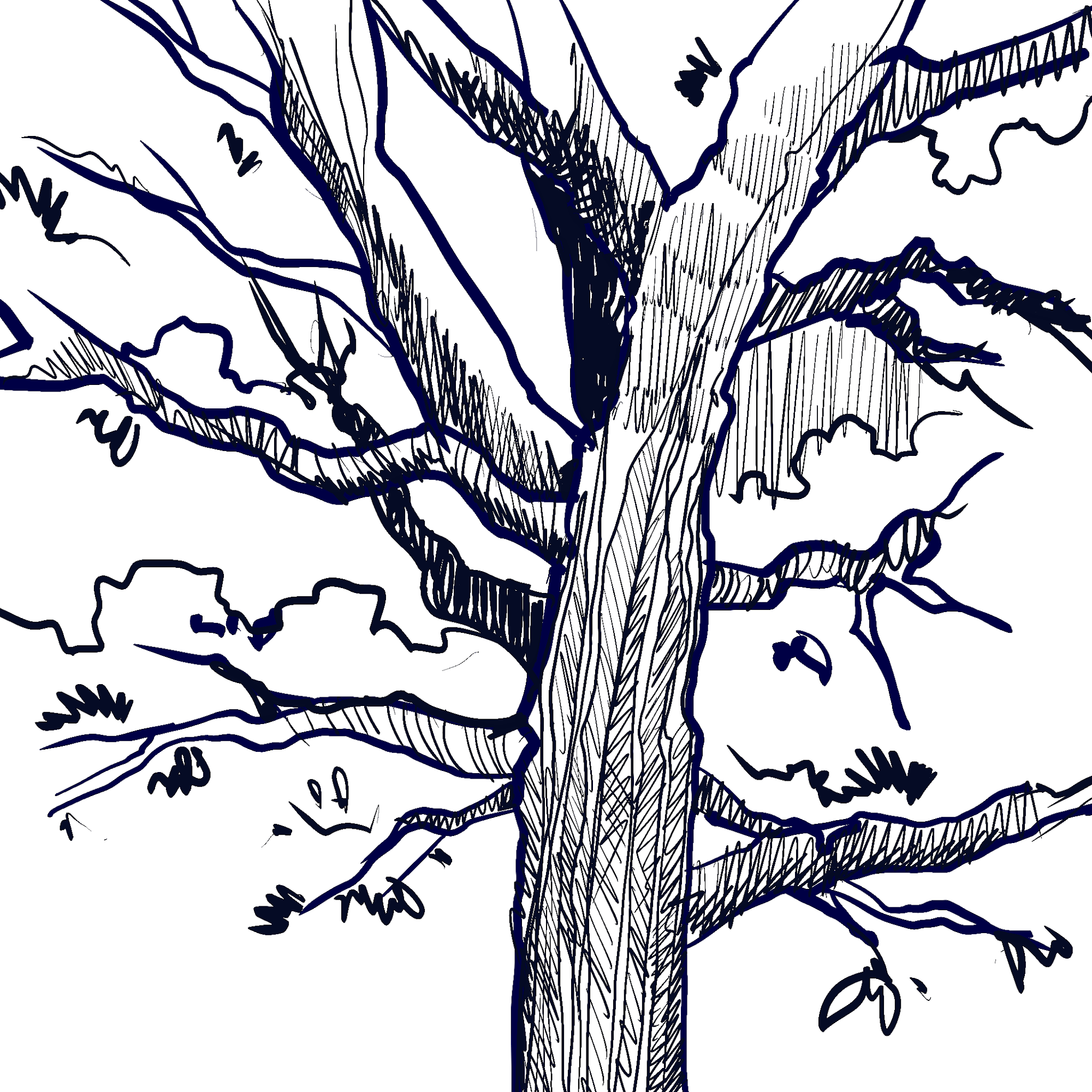 Dessiner un arbre - silhouette d'arbre observée à la lumière du matin, étude au trait