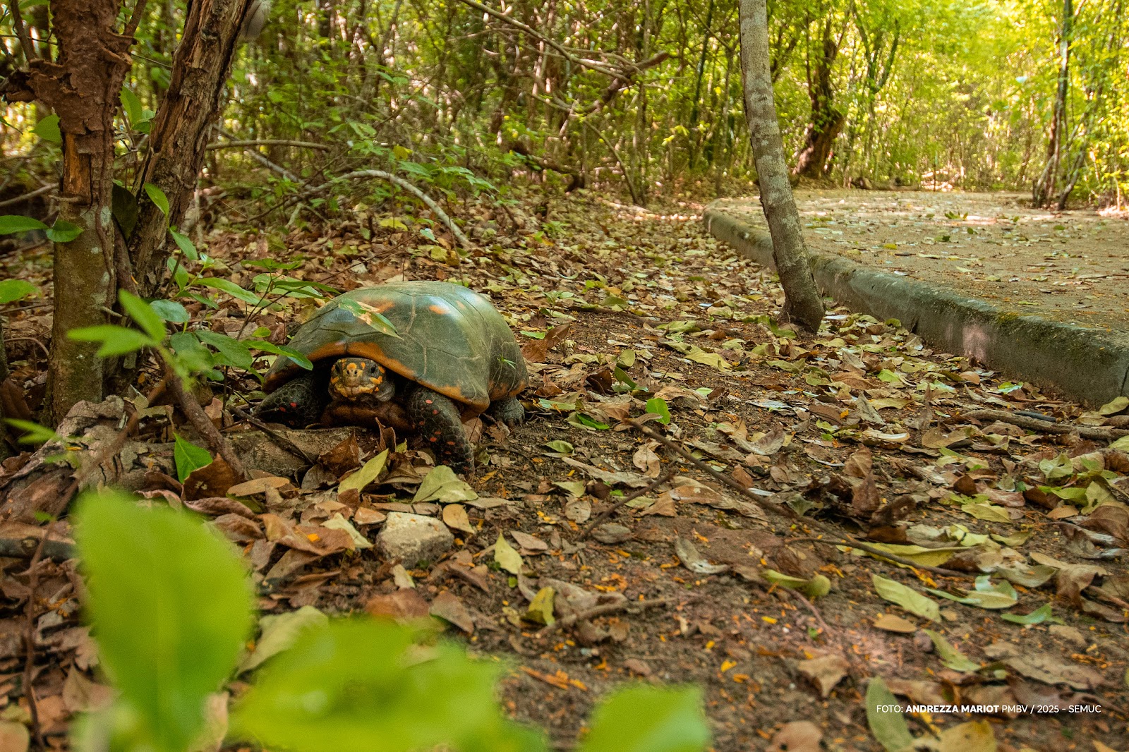 Crianças brincando no novo Parque Naturalizado dentro do Bosque dos Papagaios em Boa Vista