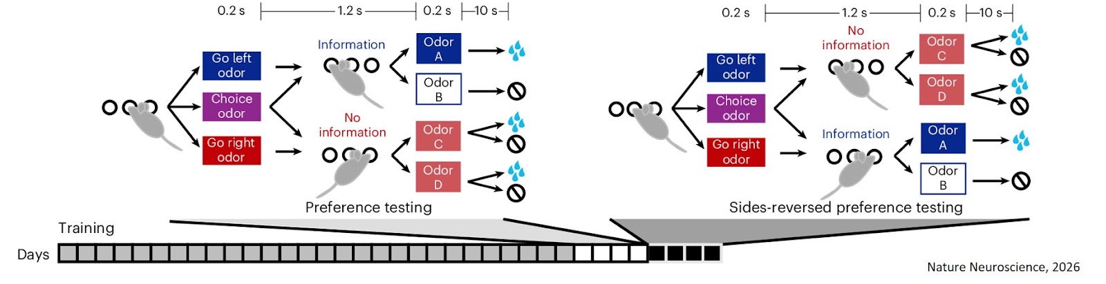 Representations of the intrinsic value of information in mouse orbitofrontal cortex