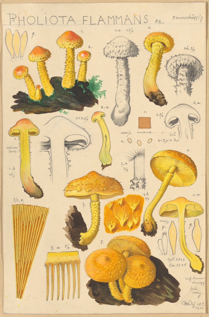 Pholiota flammans Pholiota caperata 1915 1945