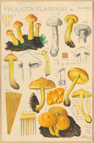 Pholiota flammans Pholiota caperata 1915 1945