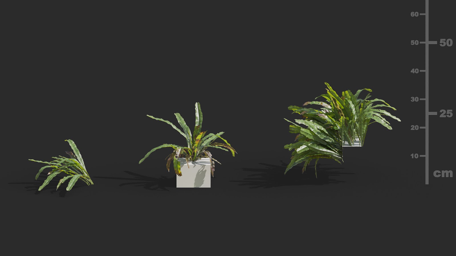 Maxtree - Plant Models Vol.72