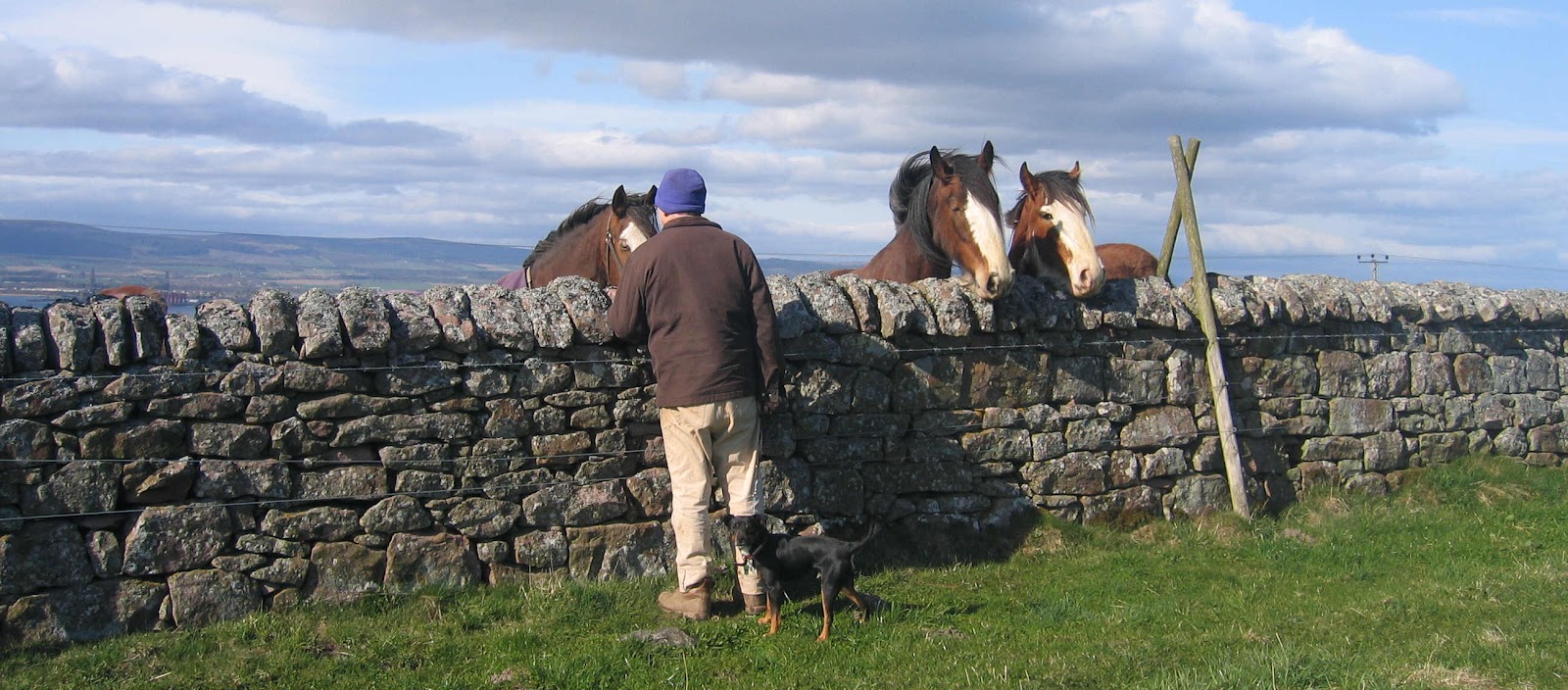 Udale_story_dyke_between_Udale_and_Cromarty_Estate_at_Colony_George_Ben_and_Udale_Clydesdales.jpg