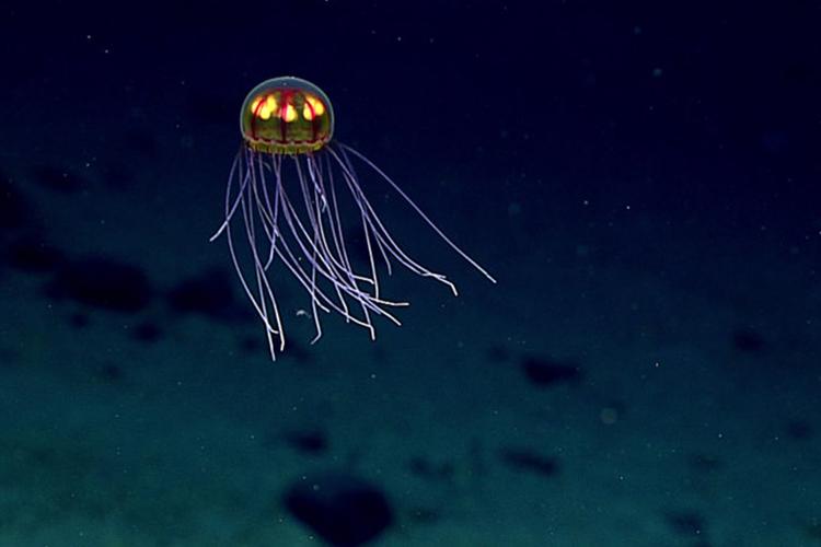 New species of jellyfish in Mariana Trench. Blue carbon ecosystem, carbon, ocean, coral bleaching, Ocean Acidification, marine ecosystems. CarbonEthics Indonesia