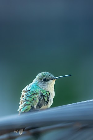 Hummingbird Picture