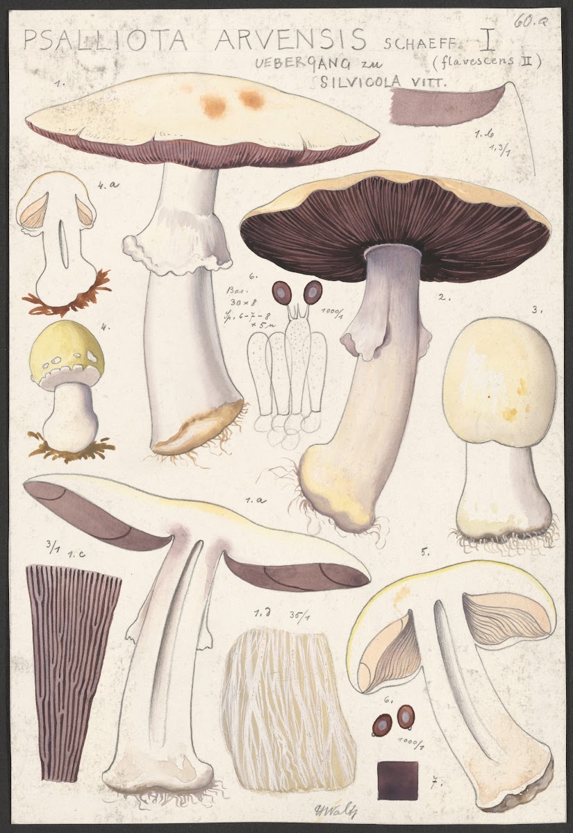 Psalliota Arvensis Schaeff I Uebergang zu flavescens II silvicola Vitt 1915 1945